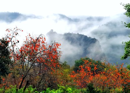 《楠溪有柿》组照9张