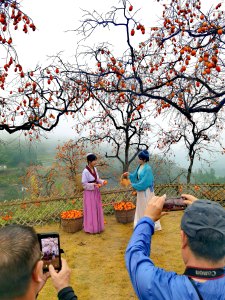 《楠溪有柿》组照9张