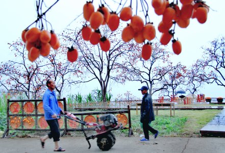 《楠溪有柿》组照9张