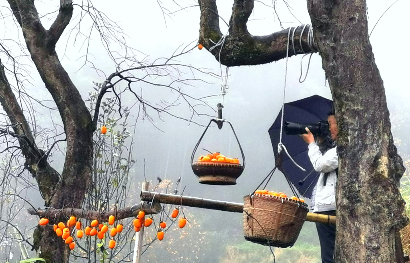 《楠溪有柿》组照9张