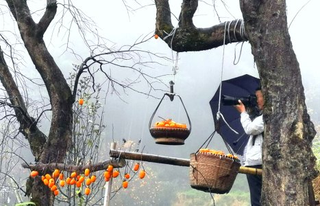 《楠溪有柿》组照9张