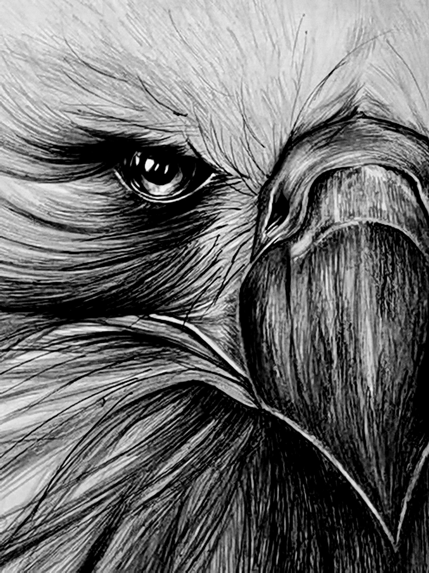 《张亚冬钢笔画展剪影》组照17张