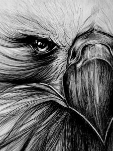 《张亚冬钢笔画展剪影》组照17张