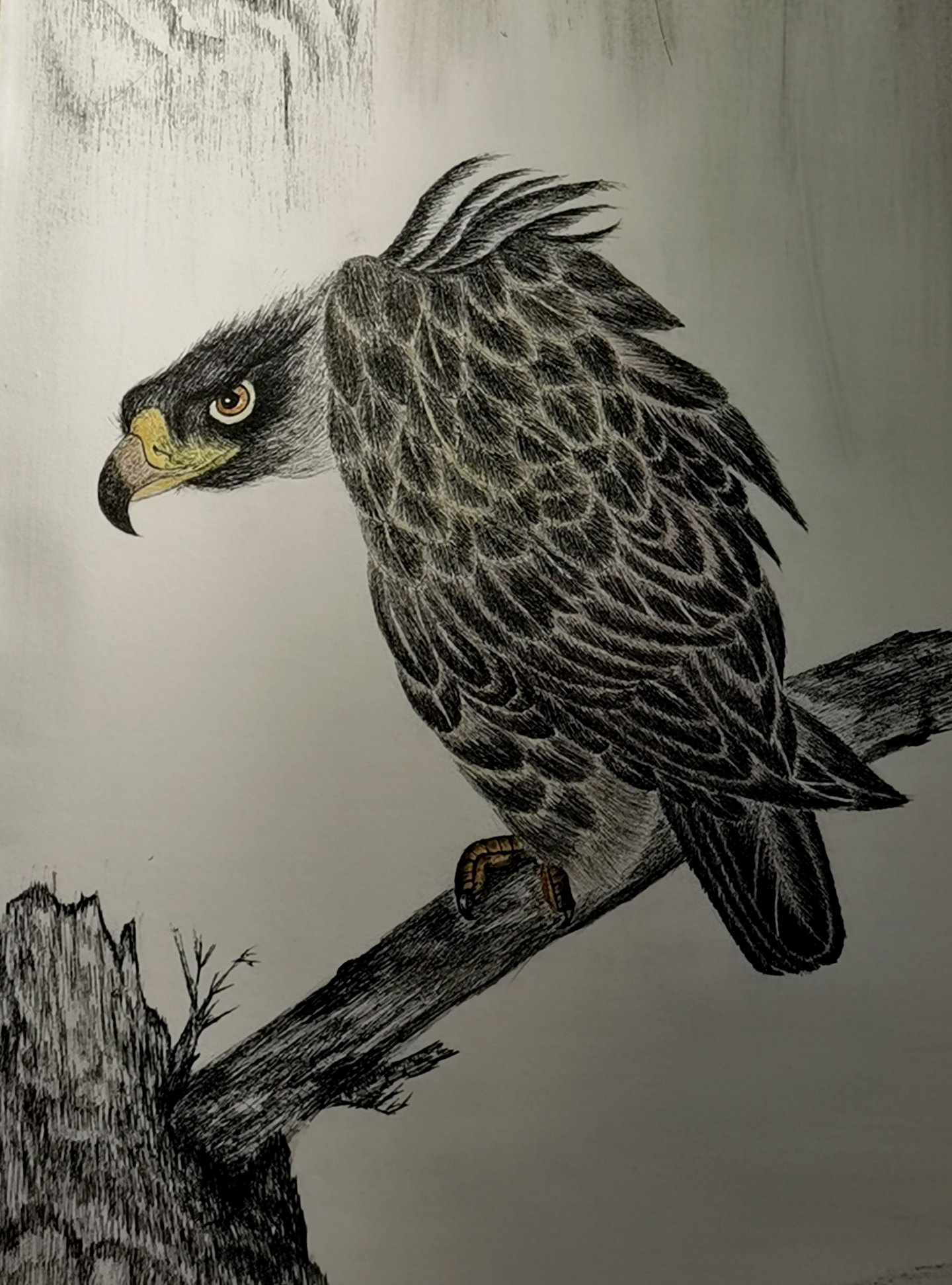 《张亚冬钢笔画展剪影》组照17张