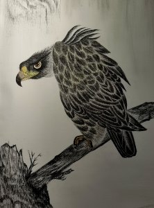 《张亚冬钢笔画展剪影》组照17张