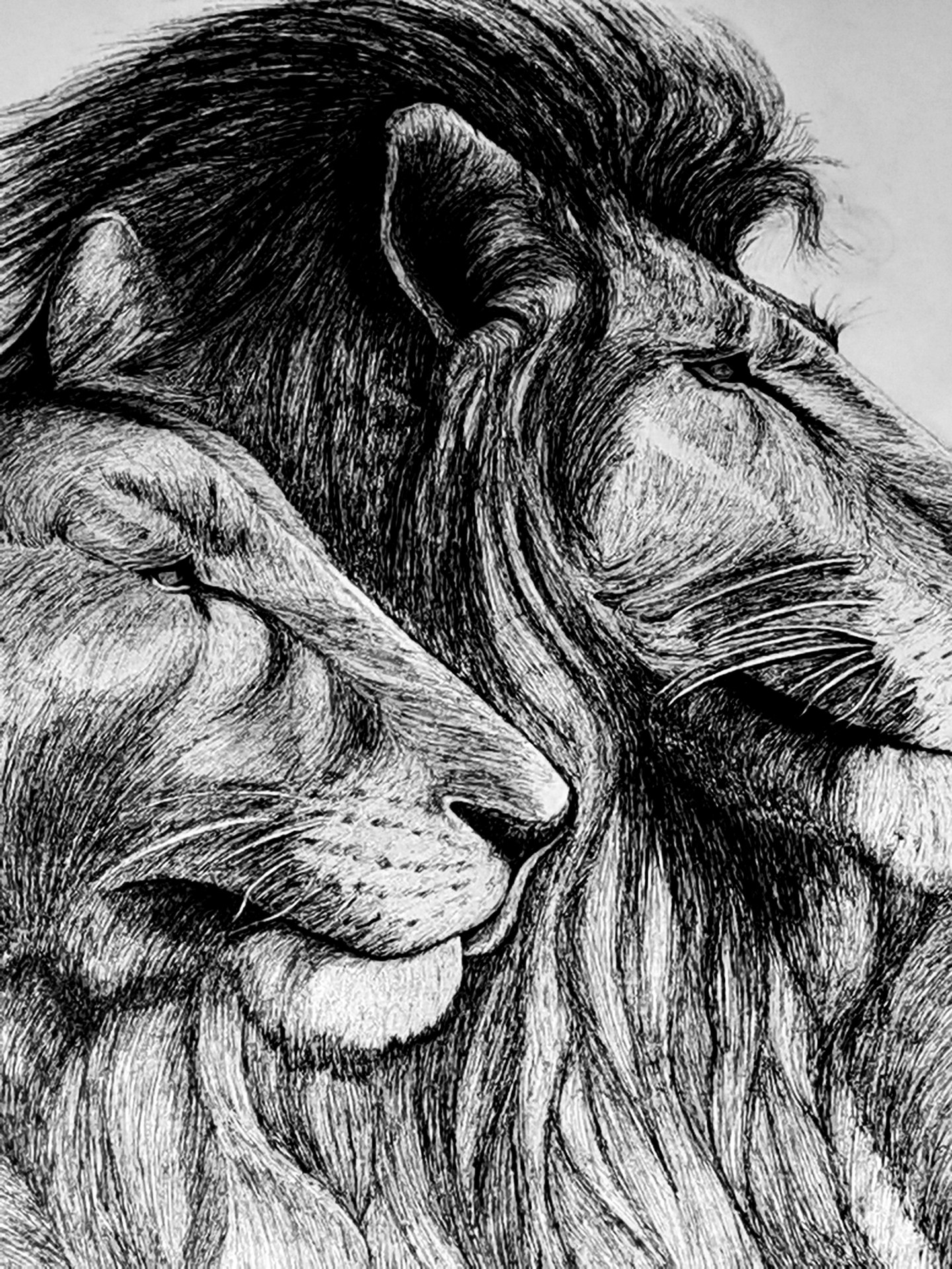 《张亚冬钢笔画展剪影》组照17张