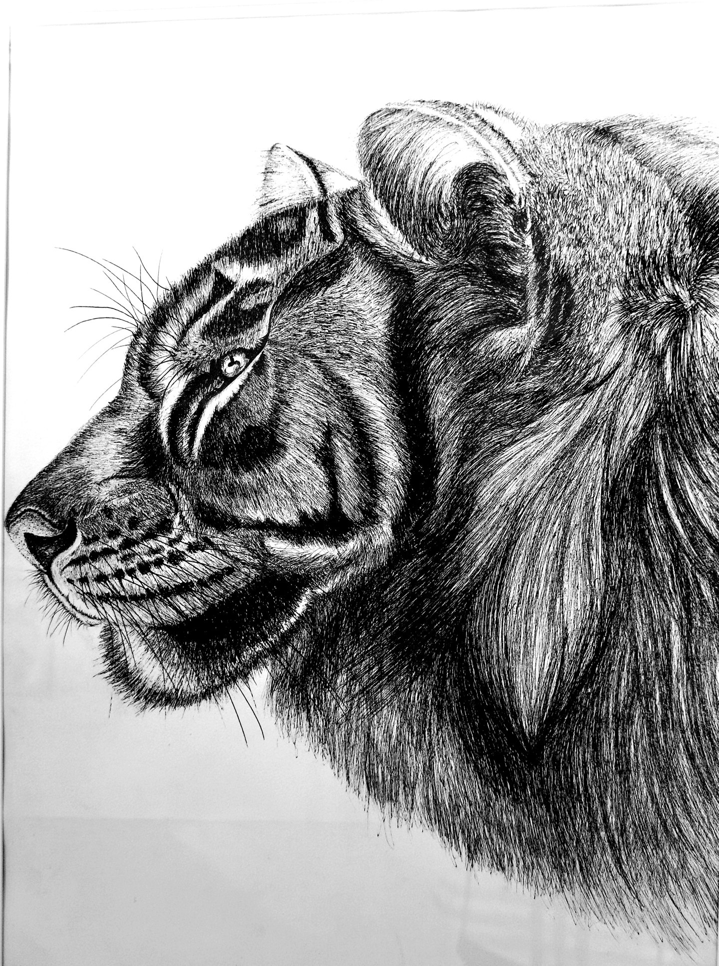 《张亚冬钢笔画展剪影》组照17张