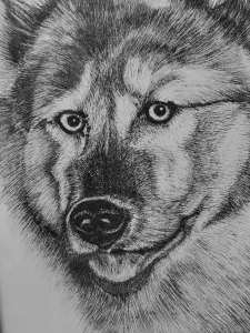 《张亚冬钢笔画展剪影》组照17张