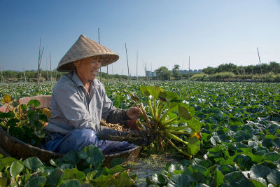 鱼米之乡（组）3