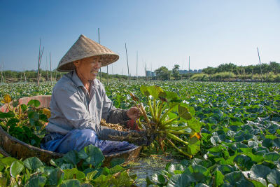 菱角丰收（组）