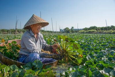 摘菱角