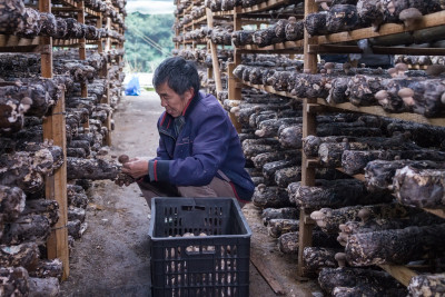 香菇丰收季组图三