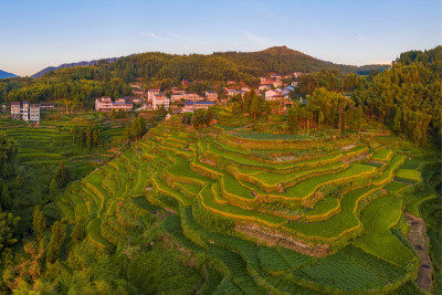 屿山梯田组照2