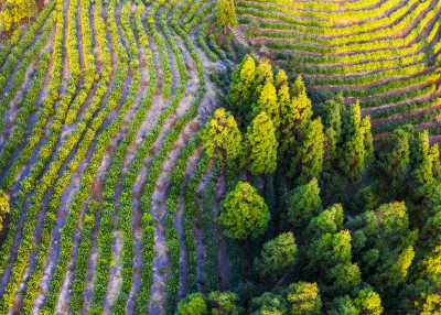 九龙山茶园风光