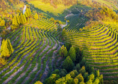 九龙山茶园风光