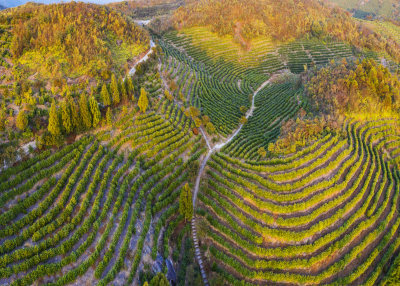 九龙山茶园风光