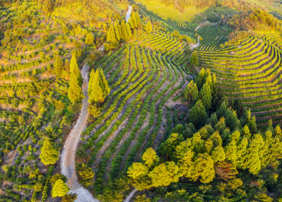 九龙山茶园风光