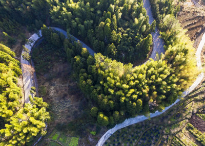 拍摄于云岭乡山南村竹林美景