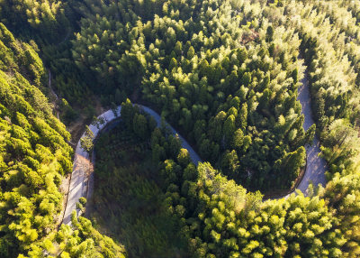 拍摄于云岭乡山南村竹林美景