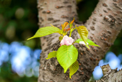 组照-（4）老树枝上开出稚嫩的小樱花