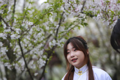 古装“穿越”樱花林