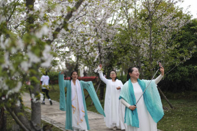 古装“穿越”樱花林