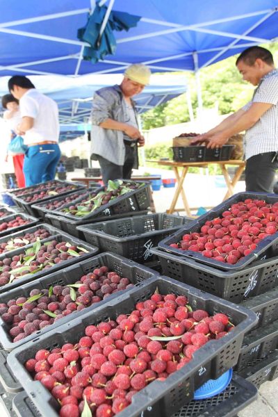本土大棚杨梅采摘上市