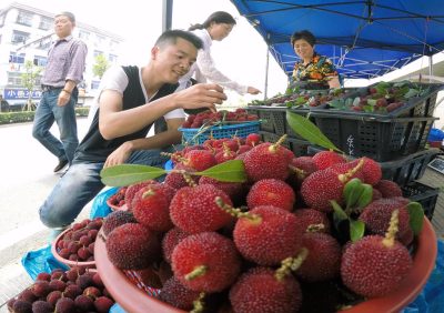 本土大棚杨梅采摘上市