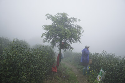 高山云雾出好茶