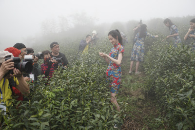 高山云雾出好茶