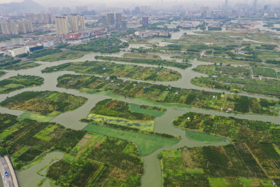 湿地绿色画卷