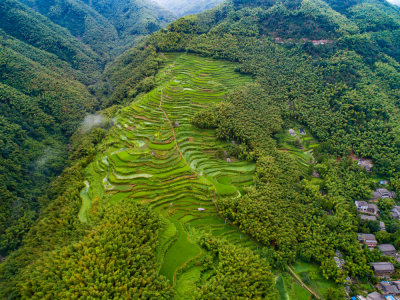 大岙梯田夏日风光