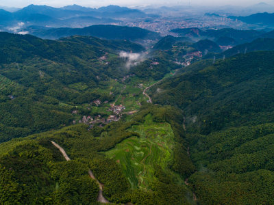 大岙梯田夏日风光
