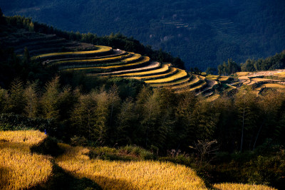 最美田园