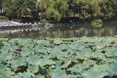 塘河人家