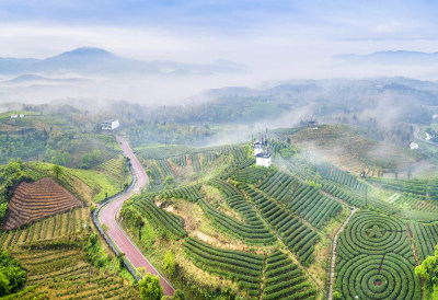 绿色茶南八亩后茶园风采组图3