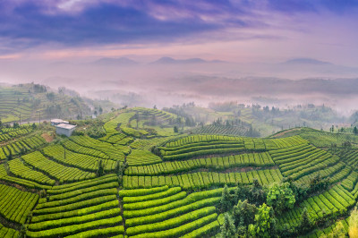 绿色茶南八亩后茶园风采组图9