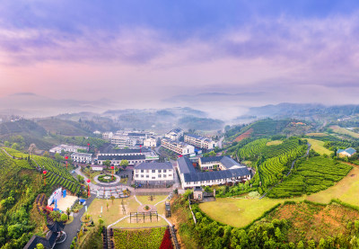 绿色茶南八亩后茶园风采组图8
