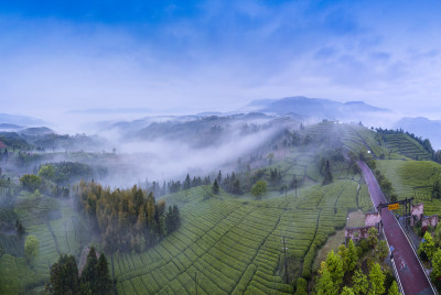绿色茶南八亩后茶园风采组图6