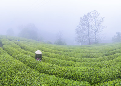 绿色茶南八亩后茶园风采组图2