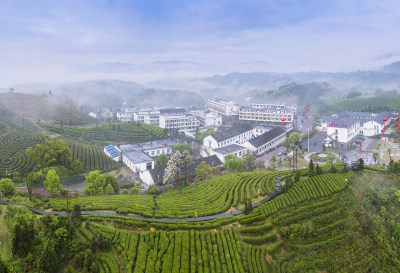 绿色茶南八亩后茶园风采组图4