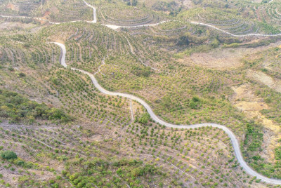 大地纹理云岭山茶园6