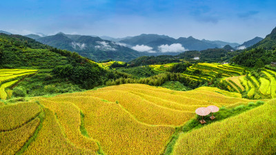金色潘庄梯田美景组图4
