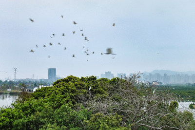 三垟湿地鸟岛风采7