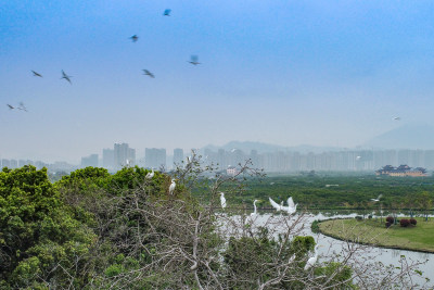 三垟湿地鸟岛风采4