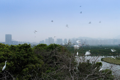 三垟湿地鸟岛风采5