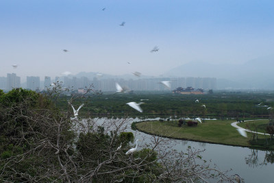 三垟湿地鸟岛风采6