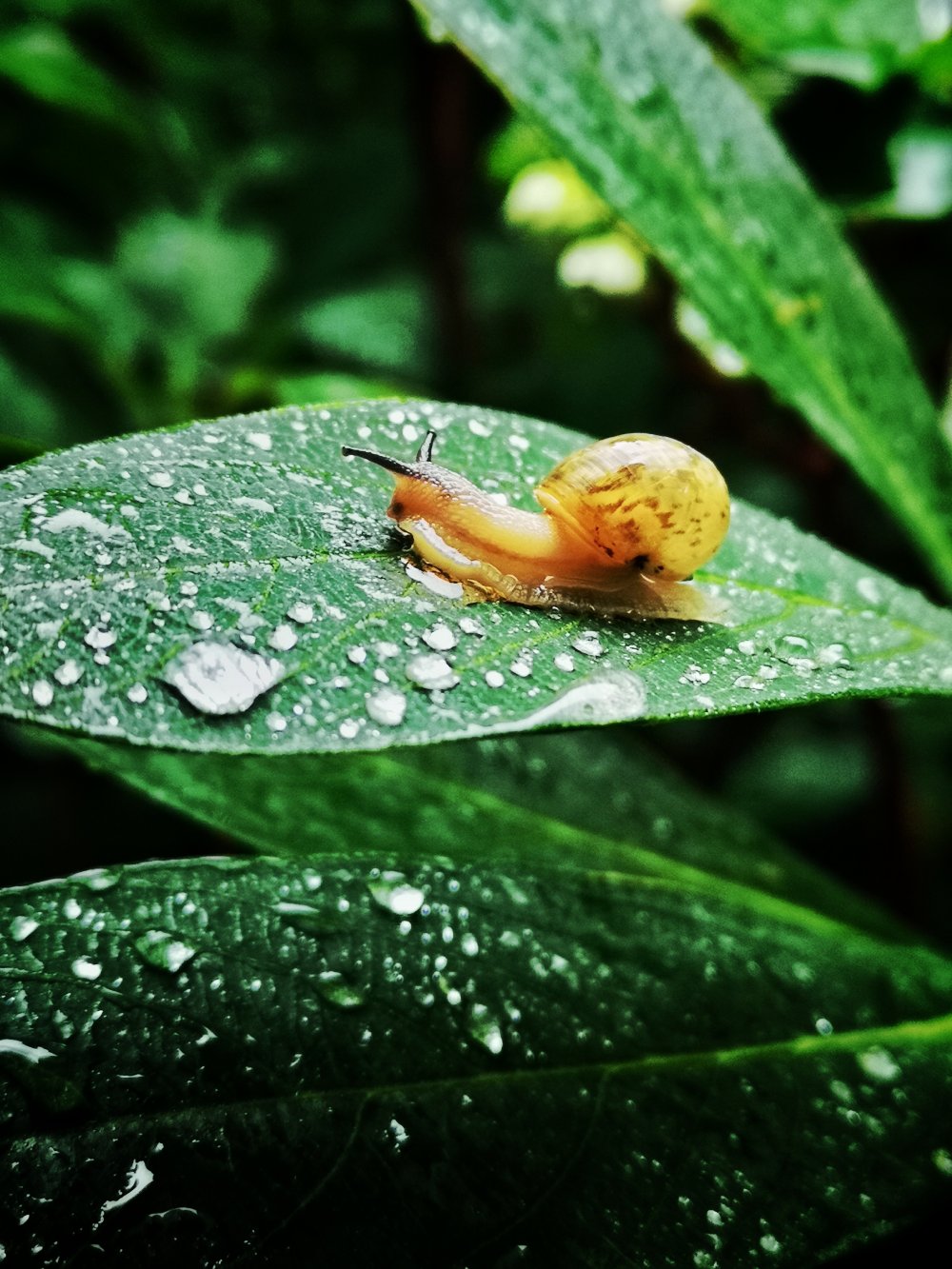 蜗牛雨天小记