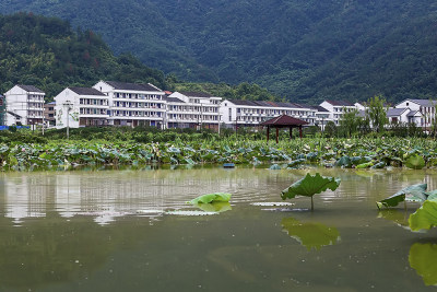 《美丽新农村——东岙村掠影》组照四