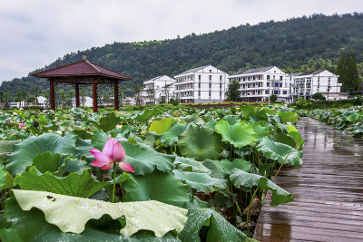 《美丽新农村——东岙村掠影》组照三